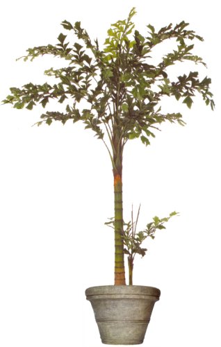 9.5ft FISHTAIL PALM