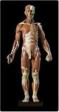 : Medical Quality Anatomical Muscle Model - Muscles of the Human Body