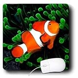 Tropical Fish - Clown Anemone Fish - Mouse Pads