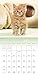 Kittens Wall Calendar (2016)