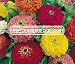 ZINNIA DAHLIA MIX Zinnia Elegans --- 100 Flower Seeds