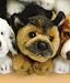 Plush German Shepherd Puppy Playing 9
