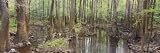 Reflection of Trees in Water, Congaree National Park, South Carolina, USA Places Photographic Poster Print by Panoramic Images, 120x40