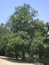White Alder Shade Tree Five Gallon
