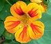 NASTURTIUM JEWELS MIX Tropaeolum Majus --- 125 Flower Seeds
