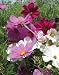 Wild Cosmos Mix - 100 Seeds
