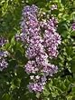 Korean Lilac One Gallon by Monrovia Growers
