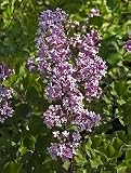 Korean Lilac One Gallon by Monrovia Growers