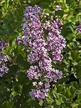 Korean Lilac Two Gallon