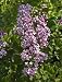 Korean Lilac One Gallon by Monrovia Growers