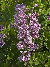Korean Lilac Two Gallon