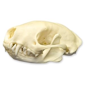 Amazon.com: Spotted Skunk Skull (Natural Bone Quality A): Industrial
