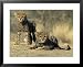 Cheetah Cubs, Acinonyx Jubatus, Duesternbrook Private Game Reserve, Windhoek, Namibia, Africa Animals Framed Art Poster Print by Thorsten Milse, 31x25