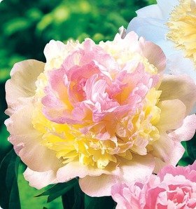 Raspberry Sundae Peony Flower Seeds 30 Seed Pack Easy Grow