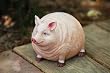 Medium portly, pig