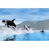 Orca Whales Poster Ocean 24X36 Wildlife 33463