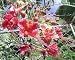Pink Pride of Barbados Shrub/Tree 10 Seeds - Caesalpinia