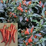 Pepper 'Chili Demon' Chili Seeds