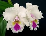 Blc Aloha Spirit 'Lenette' LIMIT ONE