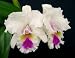 Blc Aloha Spirit 'Lenette' LIMIT ONE