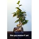 Stylized Weeping Fig Starter Live Bonsai Tree - Indoor