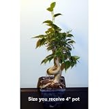 Stylized Weeping Fig Starter Live Bonsai Tree - Indoor