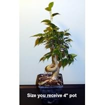 Stylized Weeping Fig Starter Live Bonsai Tree - Indoor