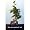 Stylized Weeping Fig Starter Live Bonsai Tree - Indoor