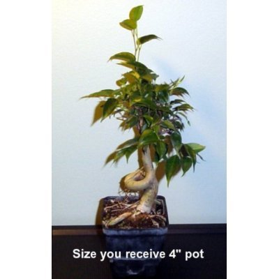Stylized Weeping Fig Starter Live Bonsai Tree - Indoor