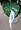 Domino Peace Lily Plant - Spathyphyllium - NEW - Easy
