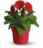 Best Price Birthday Flowers - Anniversary - Rainbow Rays Potted Gerbera - Red - Gerberas, Daisies - Red, Green