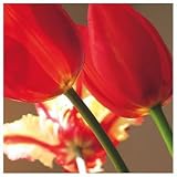 Soiree III Photography Art Poster Print by S. G. Rose, 13x13