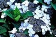 Five Gallon Bluebird Hydrangea