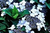 Five Gallon Bluebird Hydrangea