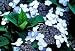 Five Gallon Bluebird Hydrangea