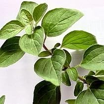 Italian Oregano Herb 25 Plants
