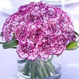 Send Fresh Cut Flowers - Carnation Centerpiece (6pc) - Purple