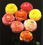 image link - - B0009SNR6W