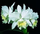 C. Hawaiian Wedding Song 'Virgin' HCC/AOS(Bare root plant)