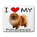 pomeranian4  - I Love My Pomeranian Mouse Pad