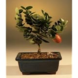Flowering Plum Bonsai Tree