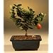 Flowering Plum Bonsai Tree