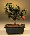 Flowering Plum Bonsai Tree-Small