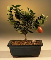 Flowering Plum Bonsai Tree-Small