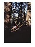Hikers stop to get their bearings in a forest of tall conifers, Photographic Print by Gordon Wiltsie, 24x32