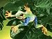 Folkmanis Red Eyed Tree Frog Puppet