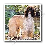 Dogs Afghan - Afghan Hound - Iron on Heat Transfers