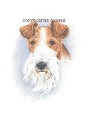 Fox Terrier - Portrait by Cindy Farmer