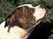 Staffordshire Bull Terrier Looking Up Animals Photographic Poster Print by Adriano Bacchella, 16x12