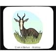 Mouse Pad with africa, deer, damaliscus, animal, horns, dorcas, bontebok, ram